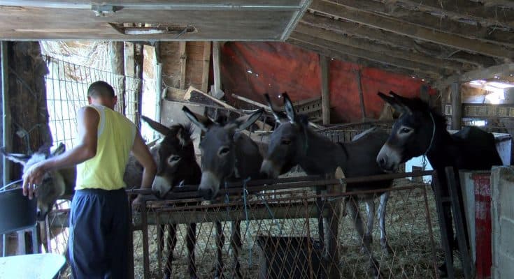 Ilustracija članka: Magareće mlijeko iz Sovića – unosan izvozni proizvod