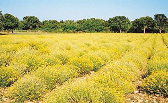 Ilustracija članka: Plantaže i povijesni grobovi: Kako je smilje ugrozilo baštinu