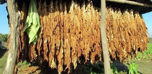 Ilustracija članka: Hercegovački duhan se preselio u ‘crne kronike’