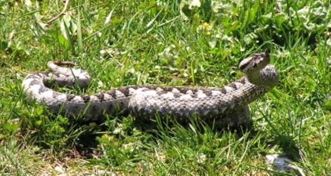 Ilustracija članka: Ljubuški: Ženu ujeo poskok dok je brala kuke