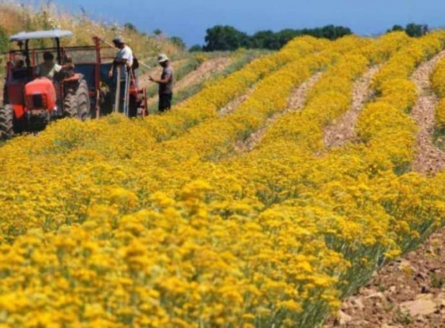Ilustracija članka: Detaljna analiza trenutnog stanja vezanog za smilje