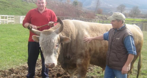 Ilustracija članka: Počinju velike bikijade u Hercegovini i Dalmaciji