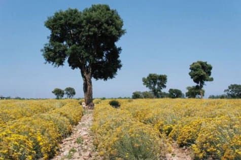Ilustracija članka: Smilje! Postoji li u BiH itko svjestan da se radi o čistom zlatu koje će se izvoziti za badava?