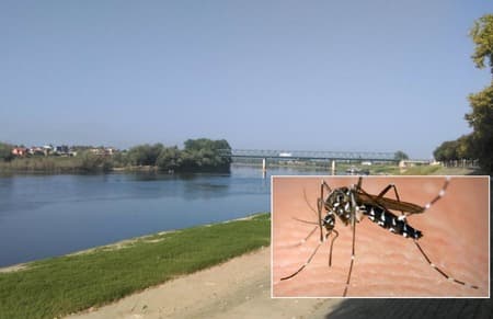 Ilustracija članka: Virus Zika u Hrvatskoj, komarci koji ga prenose rašireni po BiH
