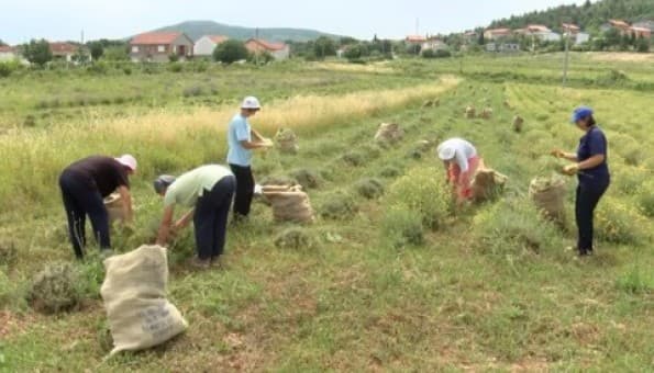 Ilustracija članka: Počeo otkup smilja po cijeni od 3 KM