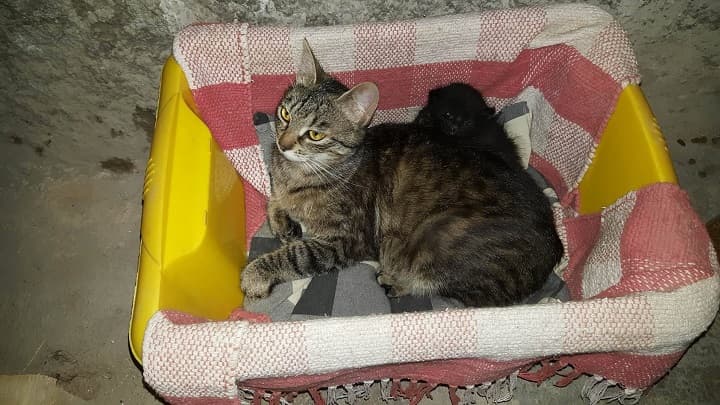 Ilustracija članka: Monstrum truje mačke u centru Imotskog