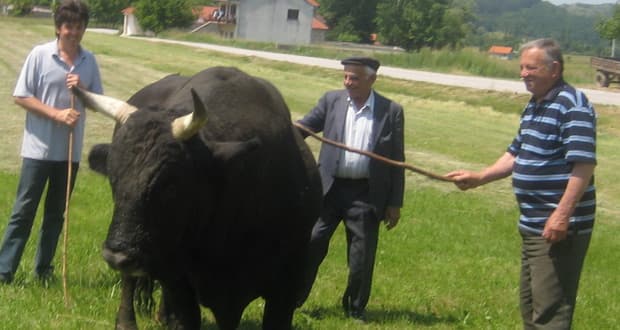 HERCEGOVAČKE BIKIJADE SAMO U POSUŠJU: To su tradicije koje ne treba zaboraviti