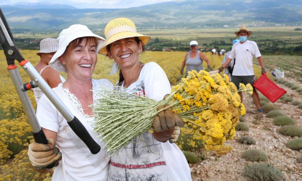 Ilustracija članka: ‘Da nije dupla zarada, ne bi Ercegovac sadija’: smilje novi rudnik zlata, zapeo i ‘mafiji’ za oko