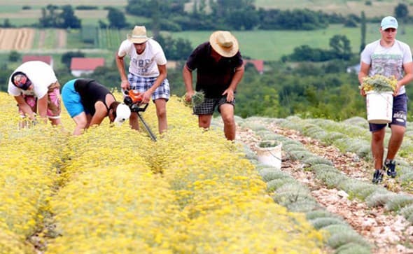 Ilustracija članka: Hercegovina će uskoro imati dovoljan broj destilerija: Pročitajte najnovije informacije oko smilja