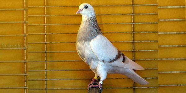 Ilustracija članka: Nova domaća rasa goluba – Hercegovački prugasti okretač