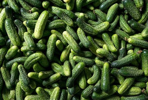 Ilustracija članka: Proizvođači kornišona ponovno zatražili pomoć države