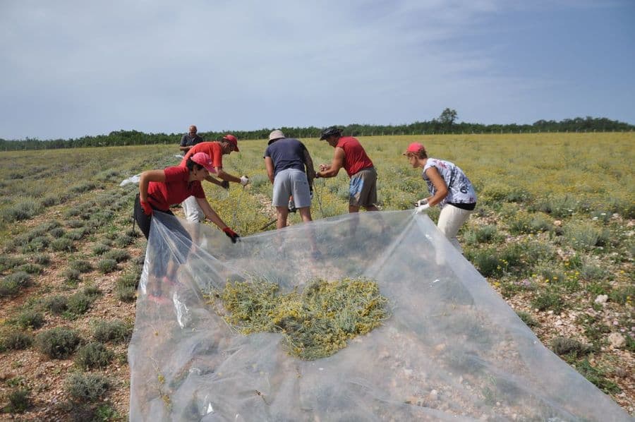 Ilustracija članka: Na pomolu rješenje za uzgajivače: Hercegovina će imati tri nove destilerije smilja