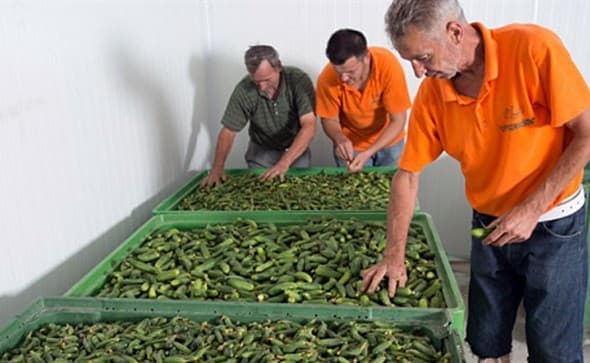 Ilustracija članka: Otkup kornišona za 7000 poljoprivrednika totalno ugrožen, štete će doseći 20 milijuna KM