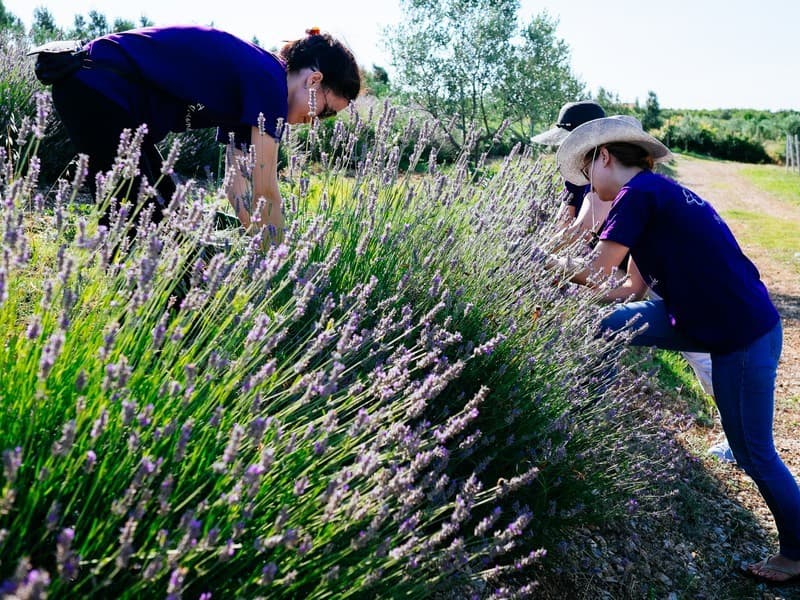 Ilustracija članka: Zašto samo smilje? Traže se lovor, kadulja, troskot, bršljan… 