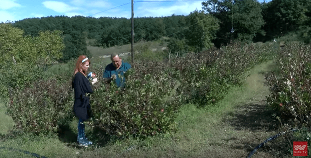 Ilustracija članka: VIDEO: Otporna aronija kao stvorena za uzgajanje u posuškom kraju