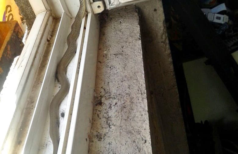 Ilustracija članka: Grude: Slučajno ubio zmiju na svom prozoru