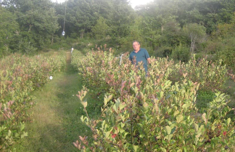Ilustracija članka: Obitelj Lovrić iz posuškog Vira planira ući u ozbiljan biznis s uzgojem biljke aronije