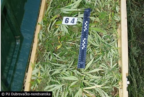 Ilustracija članka: Metković: Otkrivena velika plantaža marihuane