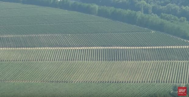 Ilustracija članka: VIDEO: Berba u hercegovačkim vinogradima u punom jeku