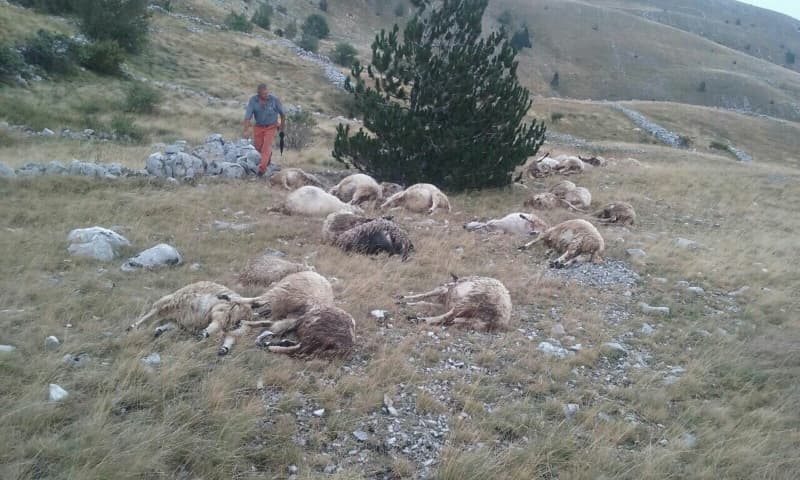 Ilustracija članka: Hercegovačkom farmeru grom usmrtio 32 ovce