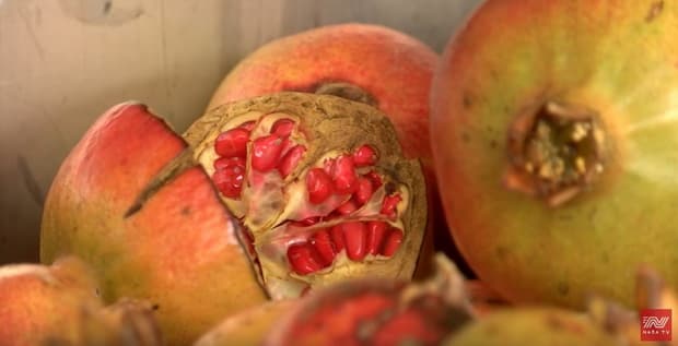 Ilustracija članka: VIDEO: Sok od šipka – dar hercegovačke prirode