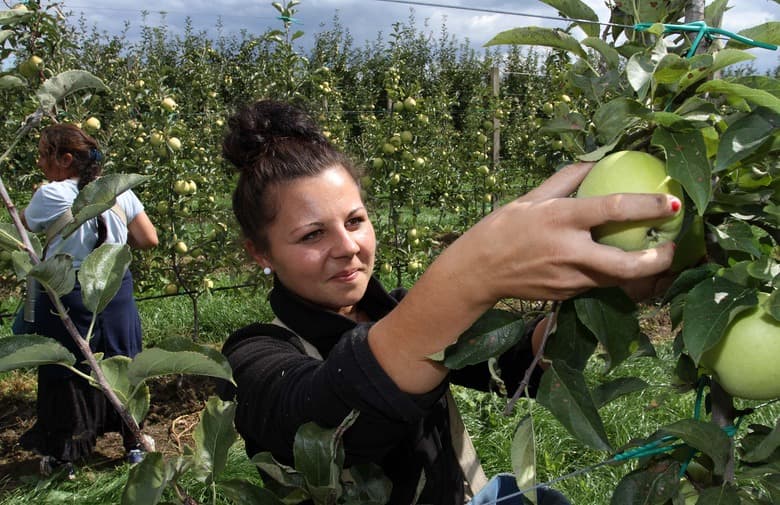 Ilustracija članka: Krastavci, šljive, maline, jabuke…osigurali zaradu bh. građanima