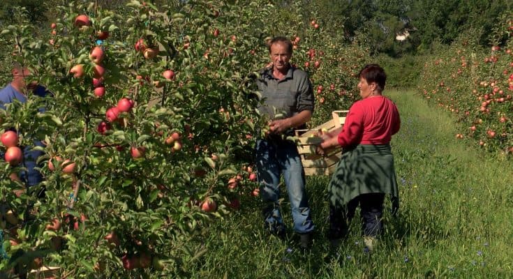 Ilustracija članka: Jedu se uvozne jabuke, domaće odlaze na inozemno tržište