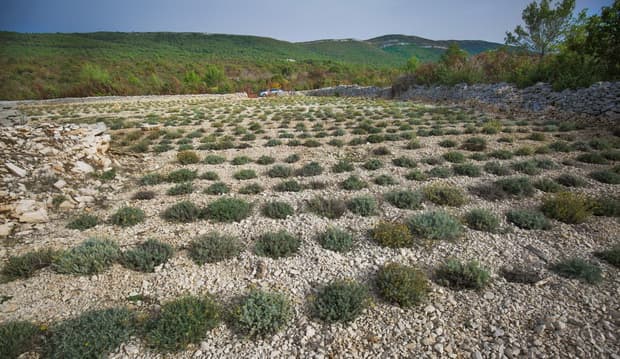 Ilustracija članka: Dala otkaz i otišla na selo saditi smilje