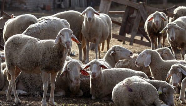 Ilustracija članka: ŽZH: Vlasnicima koji ne ispitaju životinje na brucelozu kazna i do 87.000 maraka