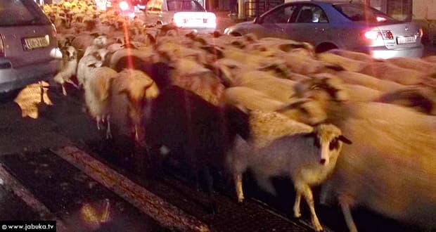 Ilustracija članka: VIDEO: Stado ovaca prodefiliralo središtem Širokog Brijega