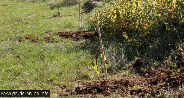 Ilustracija članka: Grude: Delikventi počupali tek posađene sadnice kod Osnovne škole