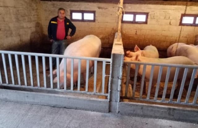 Ilustracija članka: Tihaljina: Obitelj Milas uzgojila svinju od 511 kilograma