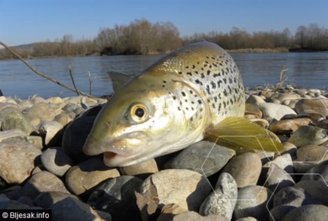 Ilustracija članka: Ljubuški: Palo 200 kilograma ribe iz Hrvatske