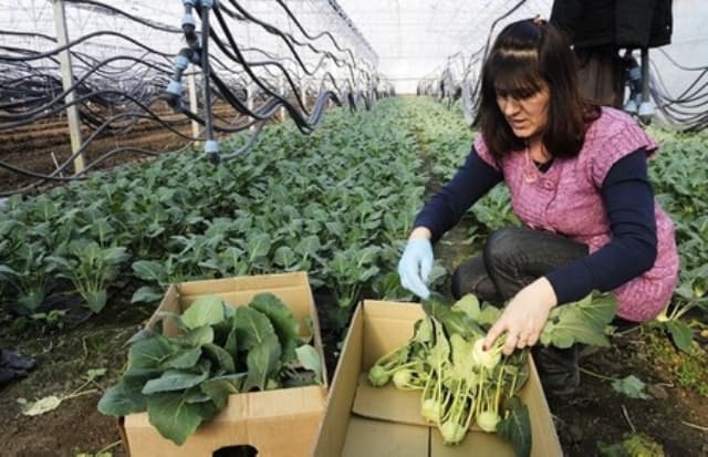 Ilustracija članka: Povrće uništio ekstremni led, peršin s tri poskupio na deset, a raštika s dvije na osam KM