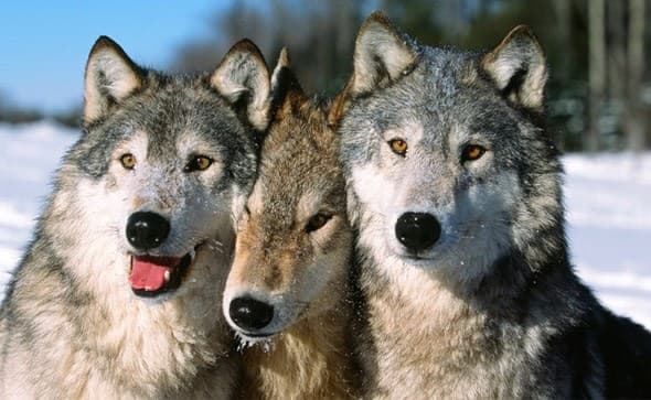 Ilustracija članka: Vukovi u Širokom Brijegu usred dana zaklali sedam ovaca