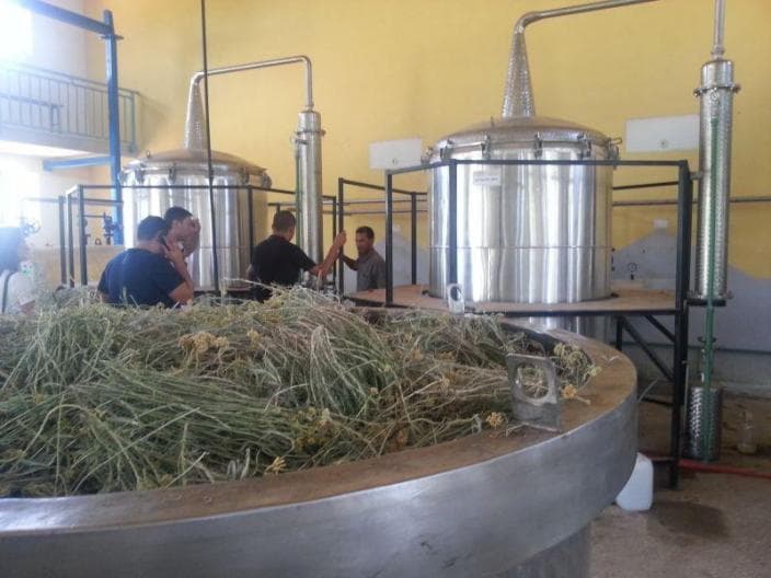 Ilustracija članka: Brendirati eterično ulje od hercegovačkog smilja