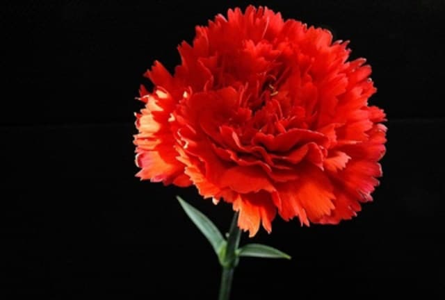 Ilustracija članka: Nek’ je sretan: S čim se žene bore danas?