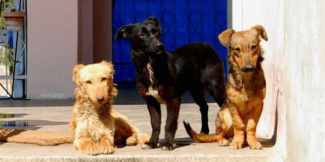 Ilustracija članka: Psi bez nadzora na ulicama Posušja stvaraju nemir stanovnicima