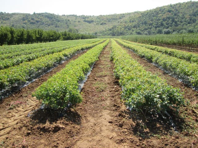 Ilustracija članka: Veća potražnja za sadnim materijalom