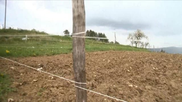 Ilustracija članka: Štete od leda u Hercegovini veće od 10 milijuna KM