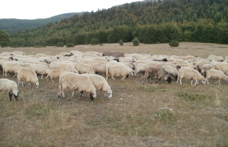 Ilustracija članka: Hercegovina strahuje od bruceloze: Poharat će torove
