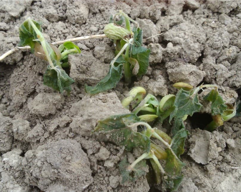 Ilustracija članka: Čapljina: Proglašeno stanje elementarne nepogode