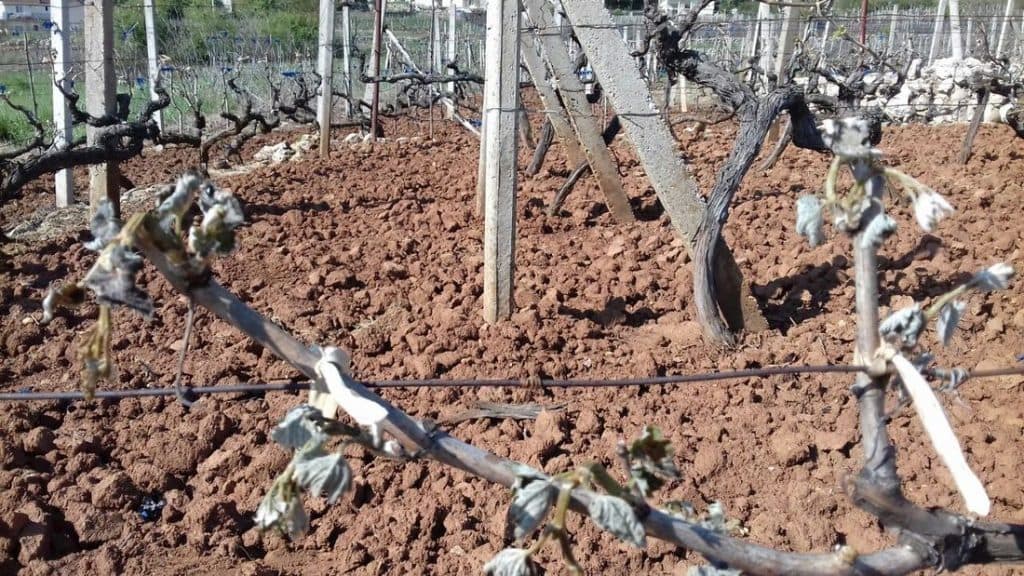 Ilustracija članka: Ogromne štete i na Imotskom polju, traži se proglašenje elementarne nepogode