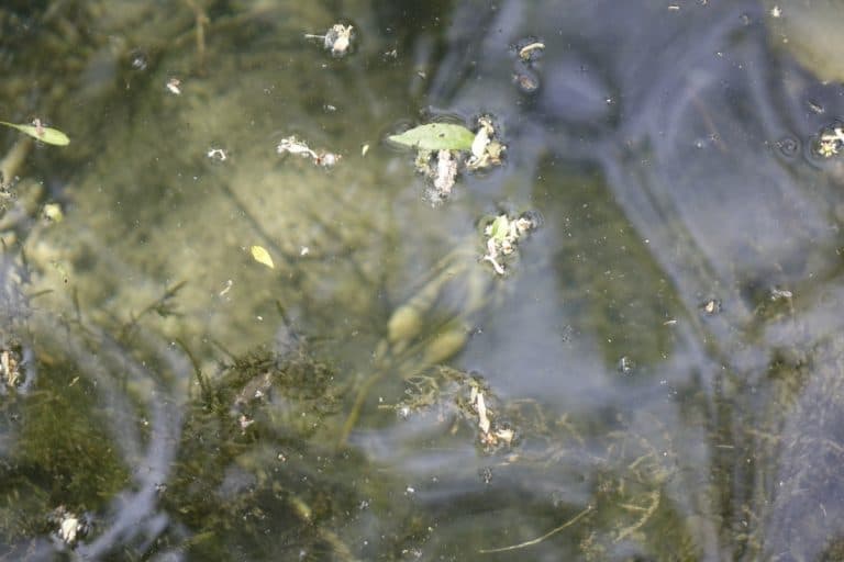 Ilustracija članka: Na rijeci Vrljici uočeni uginuli rakovi