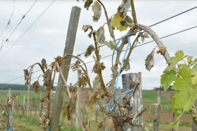 Ilustracija članka: Pojedinci pokušavaju povećati iznose šteta od mraza, povjerenstva na terenu