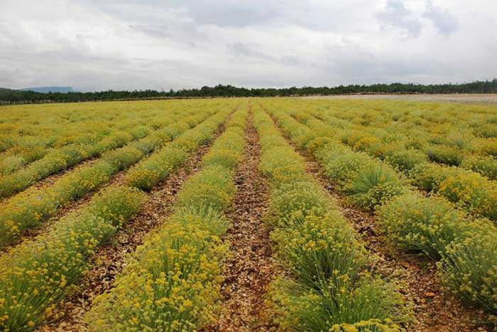 Ilustracija članka: VIDEO Certifikat o organskoj proizvodnji za lakši izvoz hercegovačkog smilja