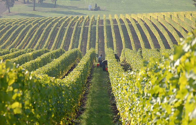 Ilustracija članka: Hercegovački vinogradari zahtjevaju proglašenje elementarne nepogode