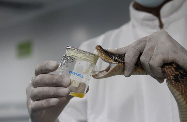 Ilustracija članka: U bh. domovima zdravlja vlada nestašica seruma protiv ujeda zmije