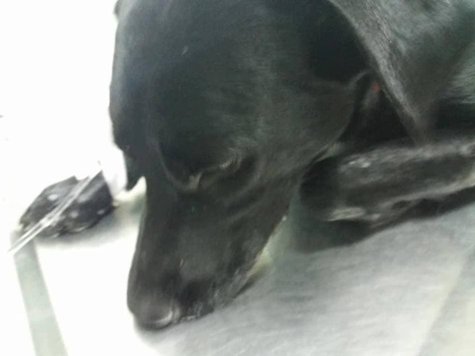 Ilustracija članka: Daje se velika novčana nagrada za informacije o trovanju pasa u Ledincu 