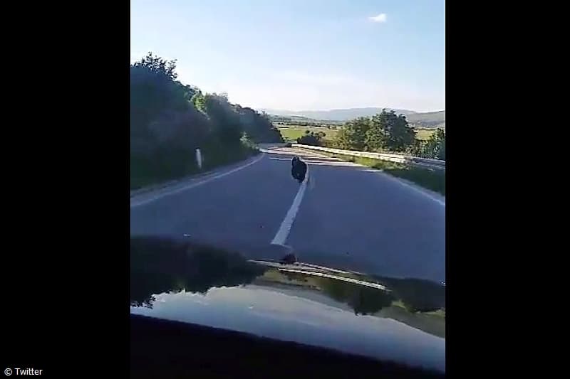 Ilustracija članka: VIDEO | Livno – Glamoč: Medvjed trčao cestom ispred automobila